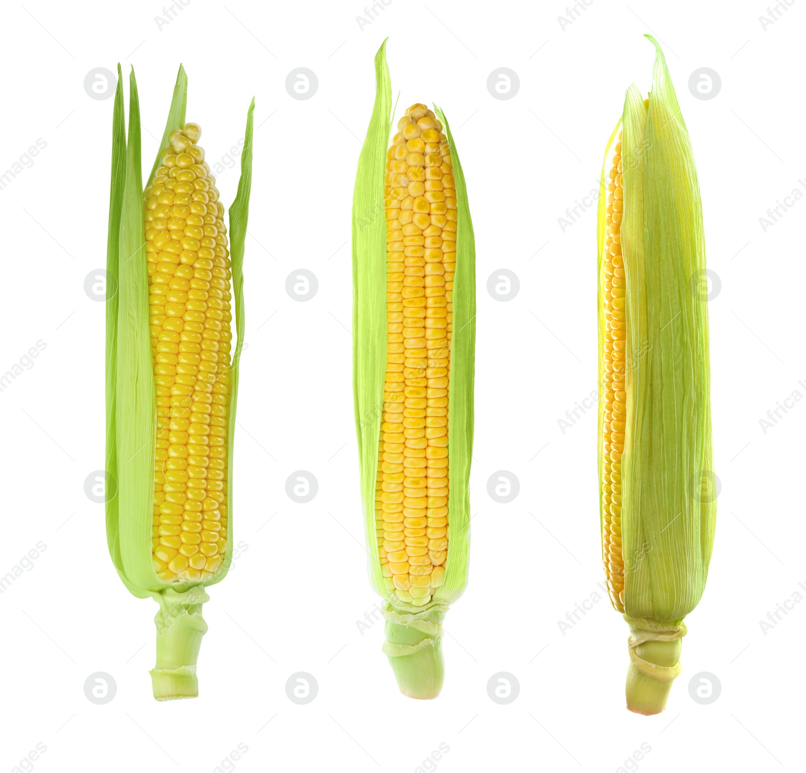 Image of Set with tasty ripe corn cobs on white background