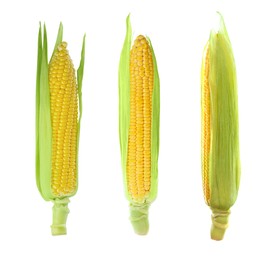 Set with tasty ripe corn cobs on white background