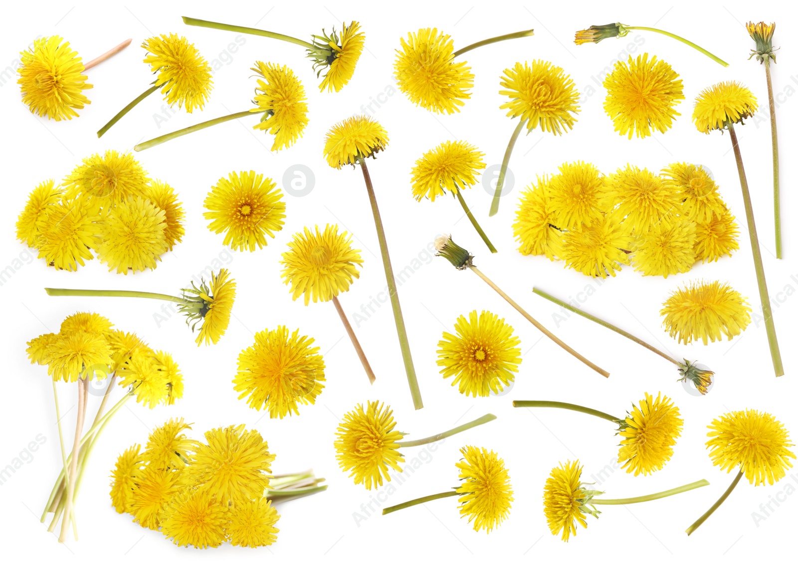 Image of Set with beautiful yellow dandelions on white background