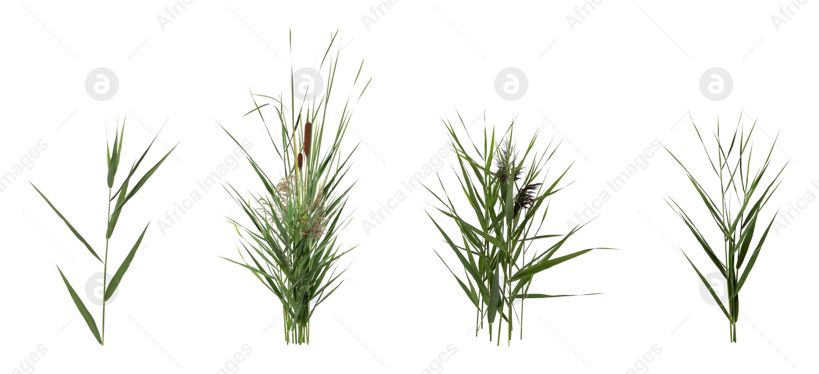 Image of Set with beautiful green reed on white background. Banner design