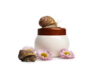 Snails, jar with cream and chrysanthemum flowers isolated on white