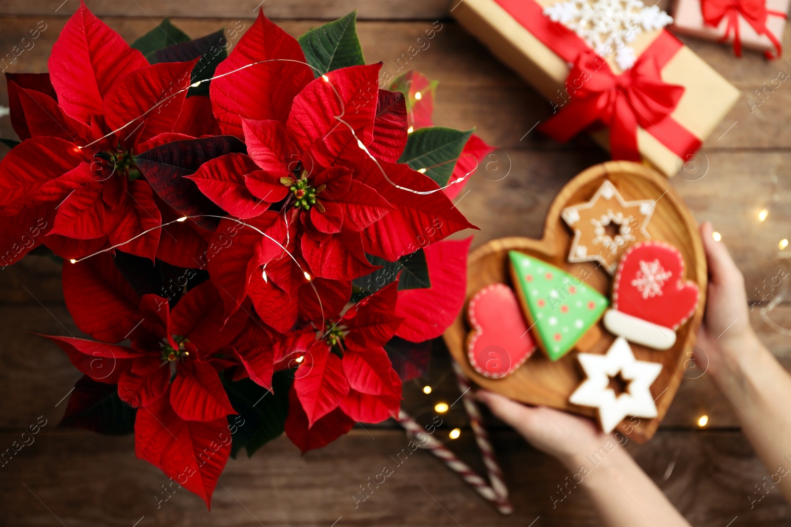 Photo of Woman with cookies near poinsettia (traditional Christmas flower) at wooden table, top view