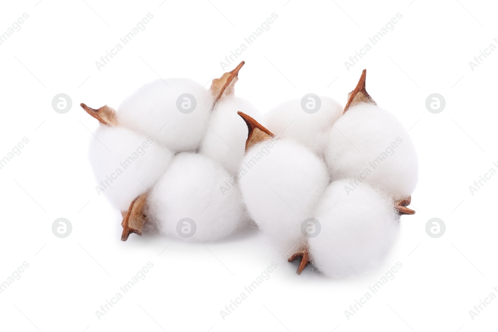 Photo of Beautiful fluffy cotton flowers isolated on white