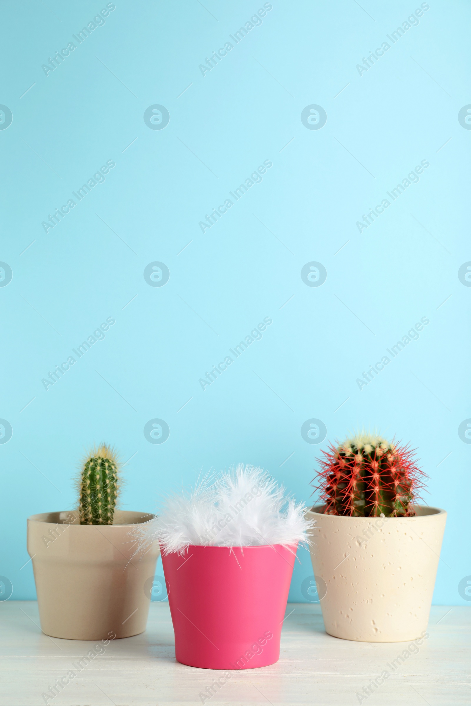 Photo of Pots with cacti and one with feathers on table against color background