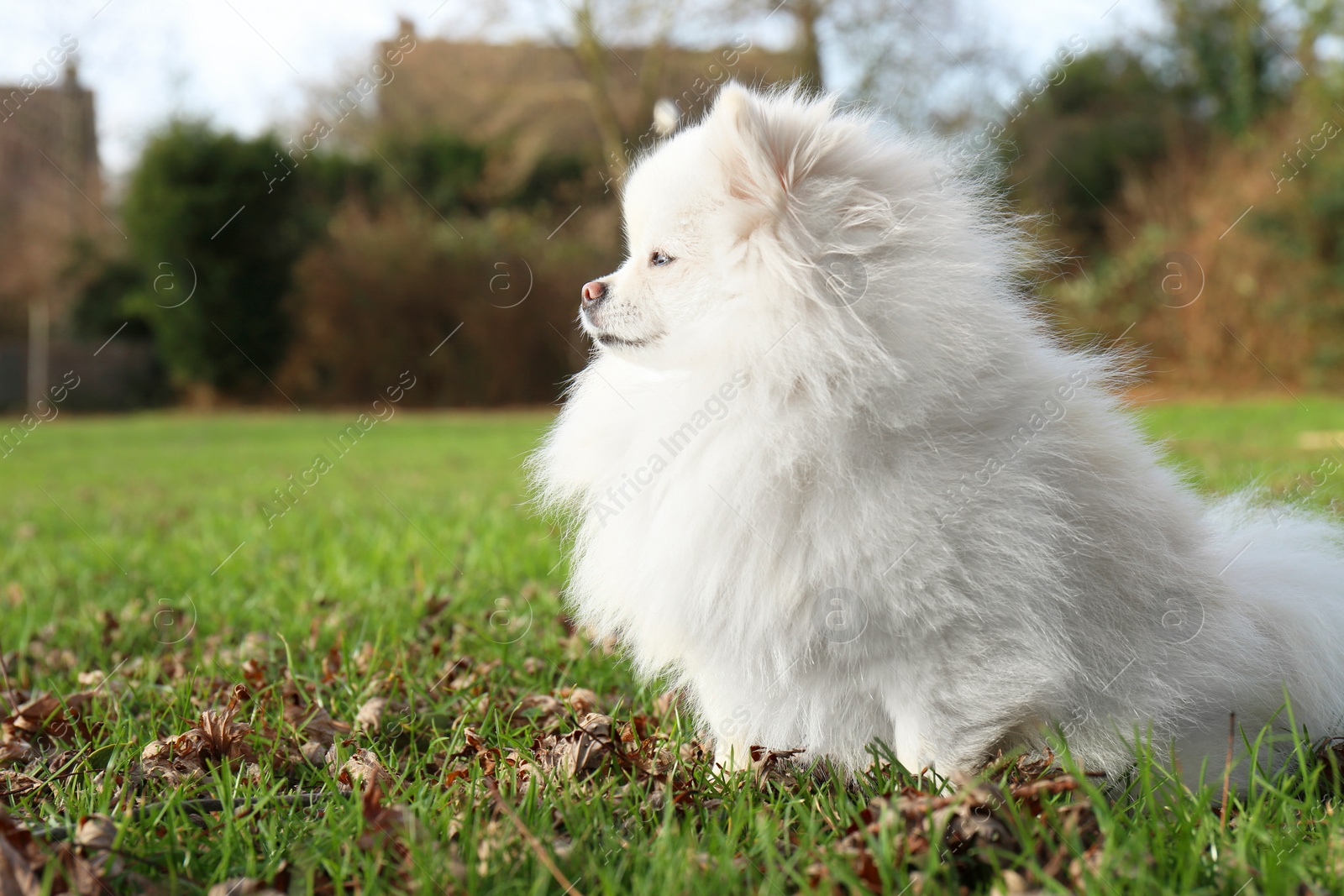 Photo of Cute fluffy Pomeranian dog on green grass outdoors, space for text. Lovely pet