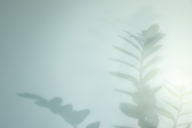 Photo of Shadow of plant branches on light background, space for text