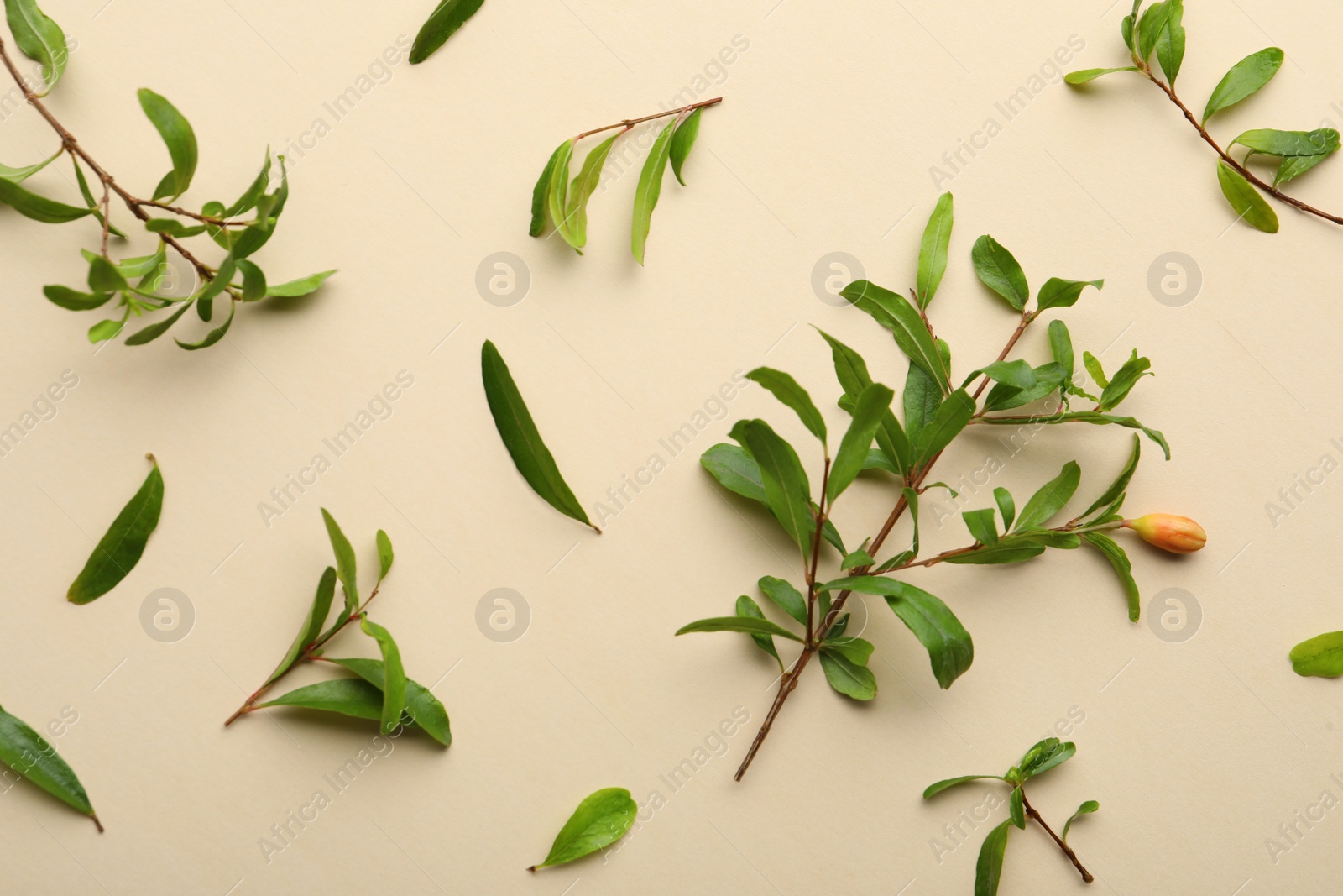 Photo of Pomegranate branches with green leaves and bud on beige background, flat lay