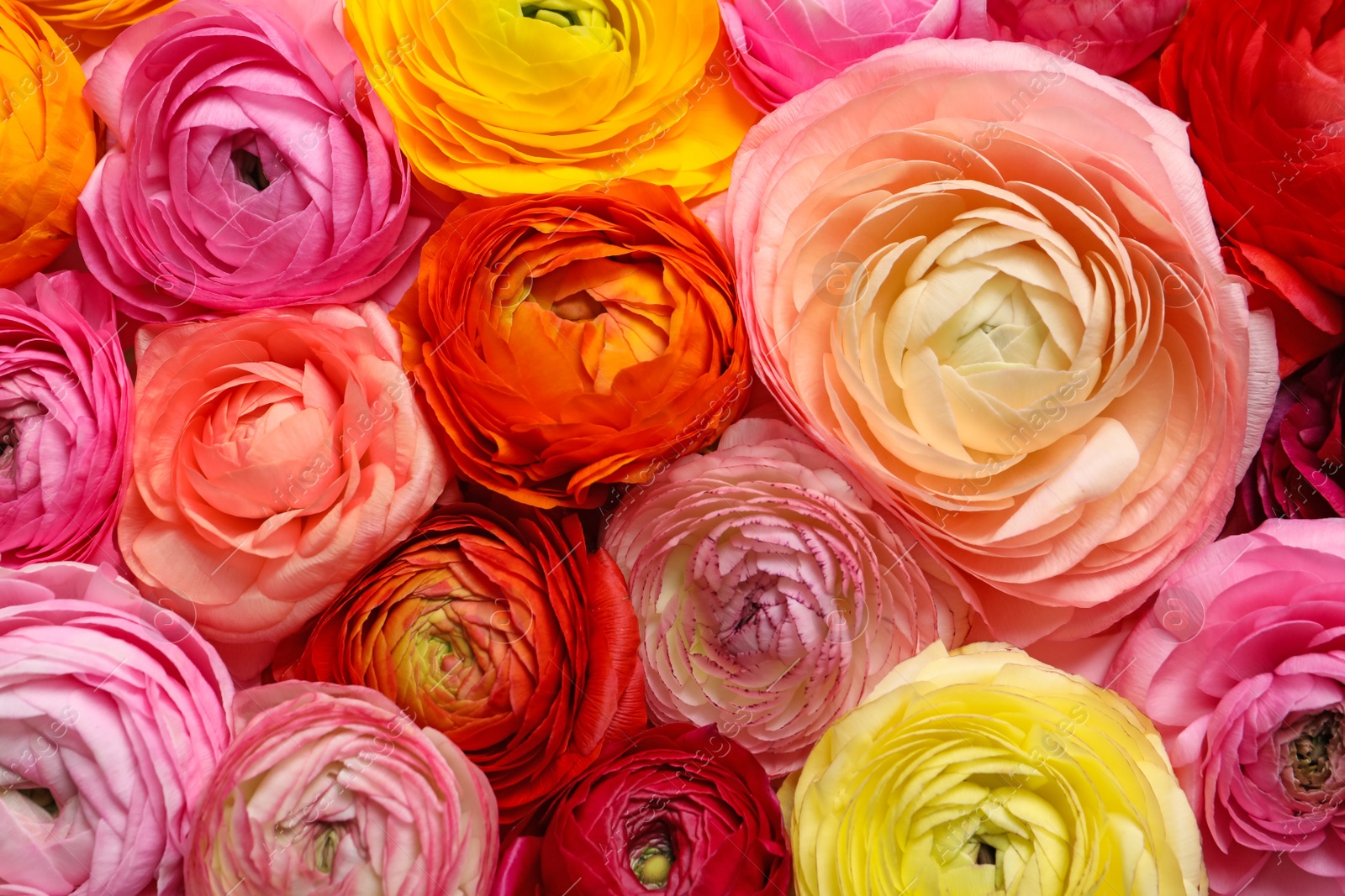 Photo of Bouquet of beautiful ranunculus flowers, closeup view