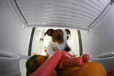 Photo of Cute Jack Russell Terrier stealing sausages from refrigerator indoors, view from inside