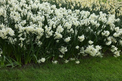 Photo of Many beautiful narcissus flowers growing outdoors. Spring season