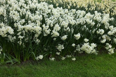 Many beautiful narcissus flowers growing outdoors. Spring season