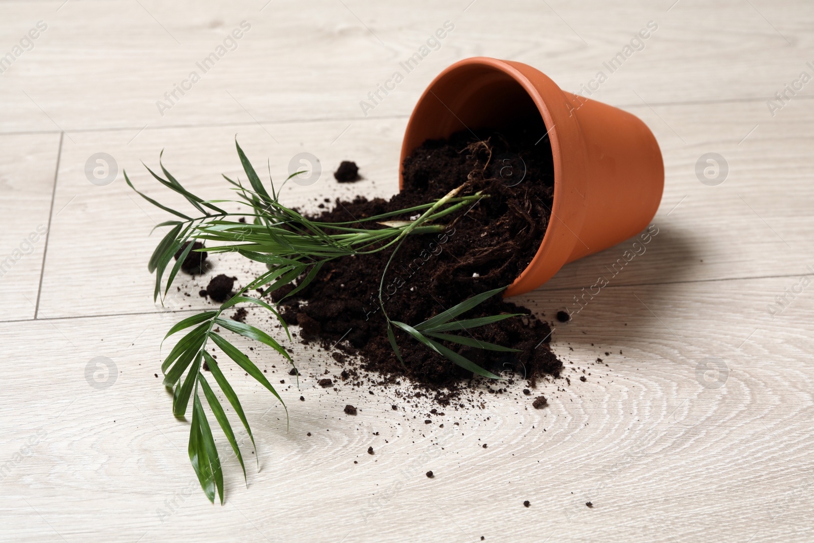 Photo of Overturned terracotta flower pot with soil and plant on wooden floor