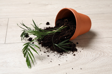 Overturned terracotta flower pot with soil and plant on wooden floor