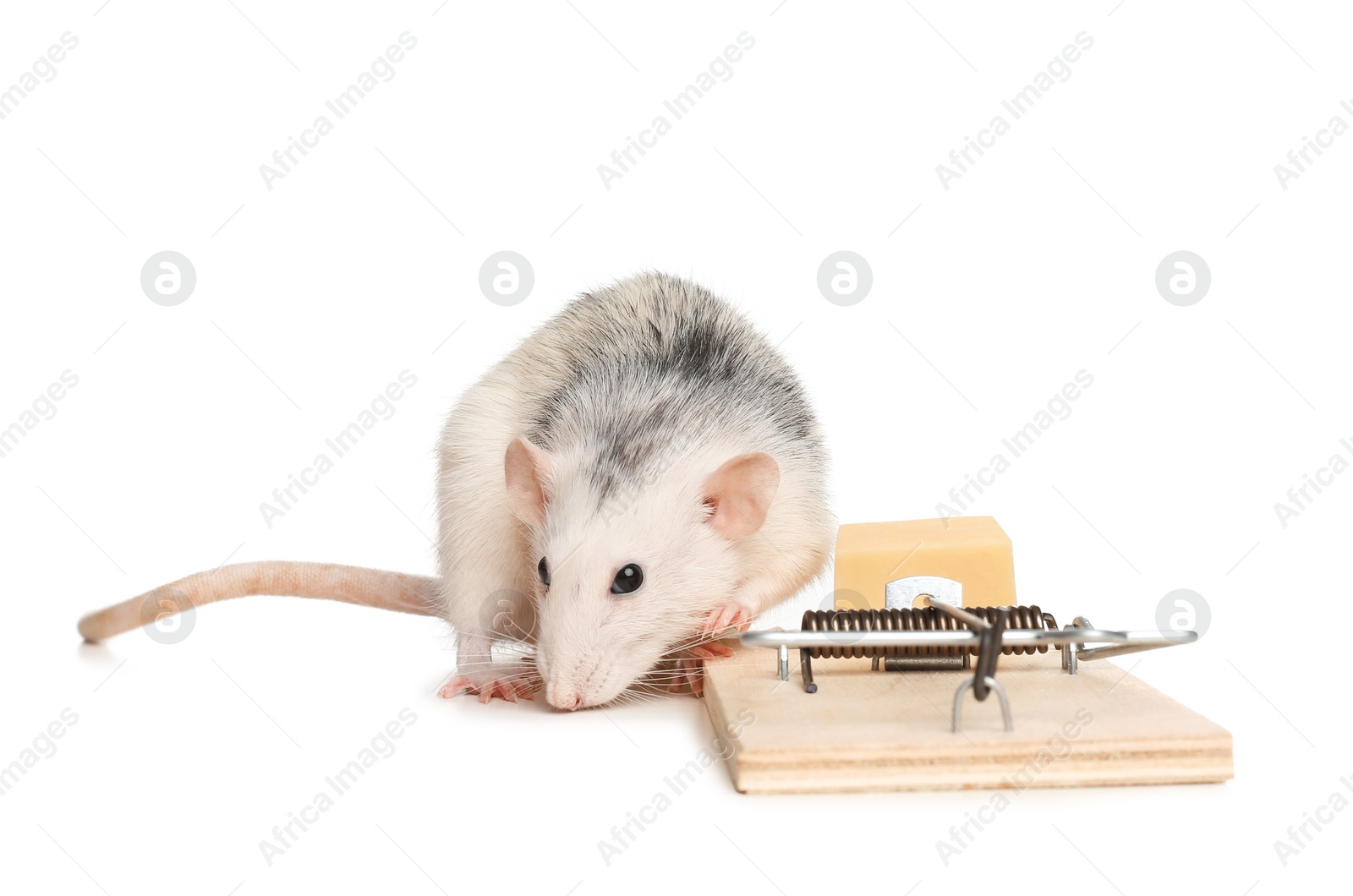 Photo of Rat and mousetrap with cheese on white background. Pest control