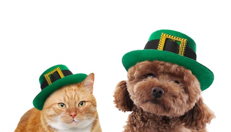 St. Patrick's day celebration. Cute dog and cat in leprechaun hats on white background. Banner design