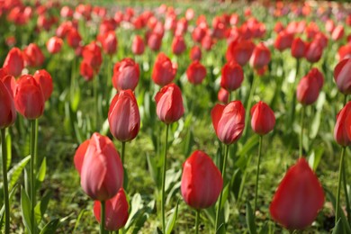 Photo of Beautiful red tulips growing outdoors on sunny day, closeup