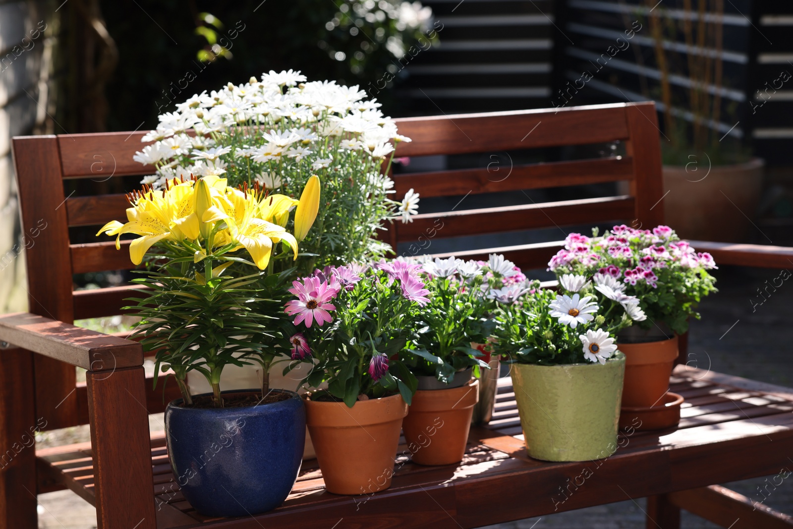 Photo of Many different beautiful blooming plants in flowerpots on wooden bench outdoors