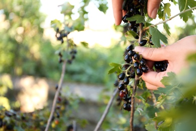 Woman picking black currant berries outdoors, closeup