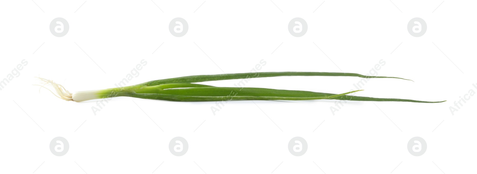 Photo of Fresh green spring onion isolated on white