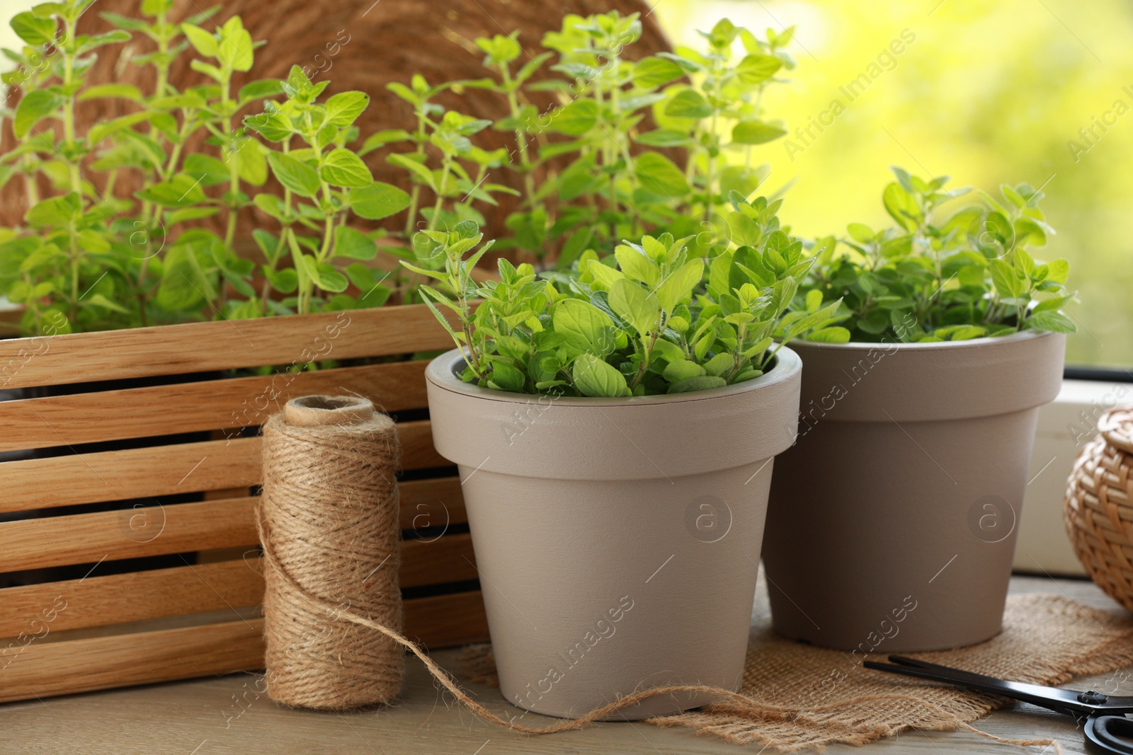 Photo of Aromatic potted oregano on wooden windowsill indoors