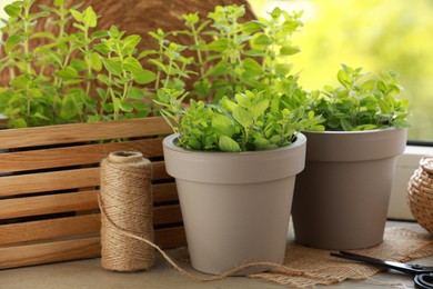 Aromatic potted oregano on wooden windowsill indoors