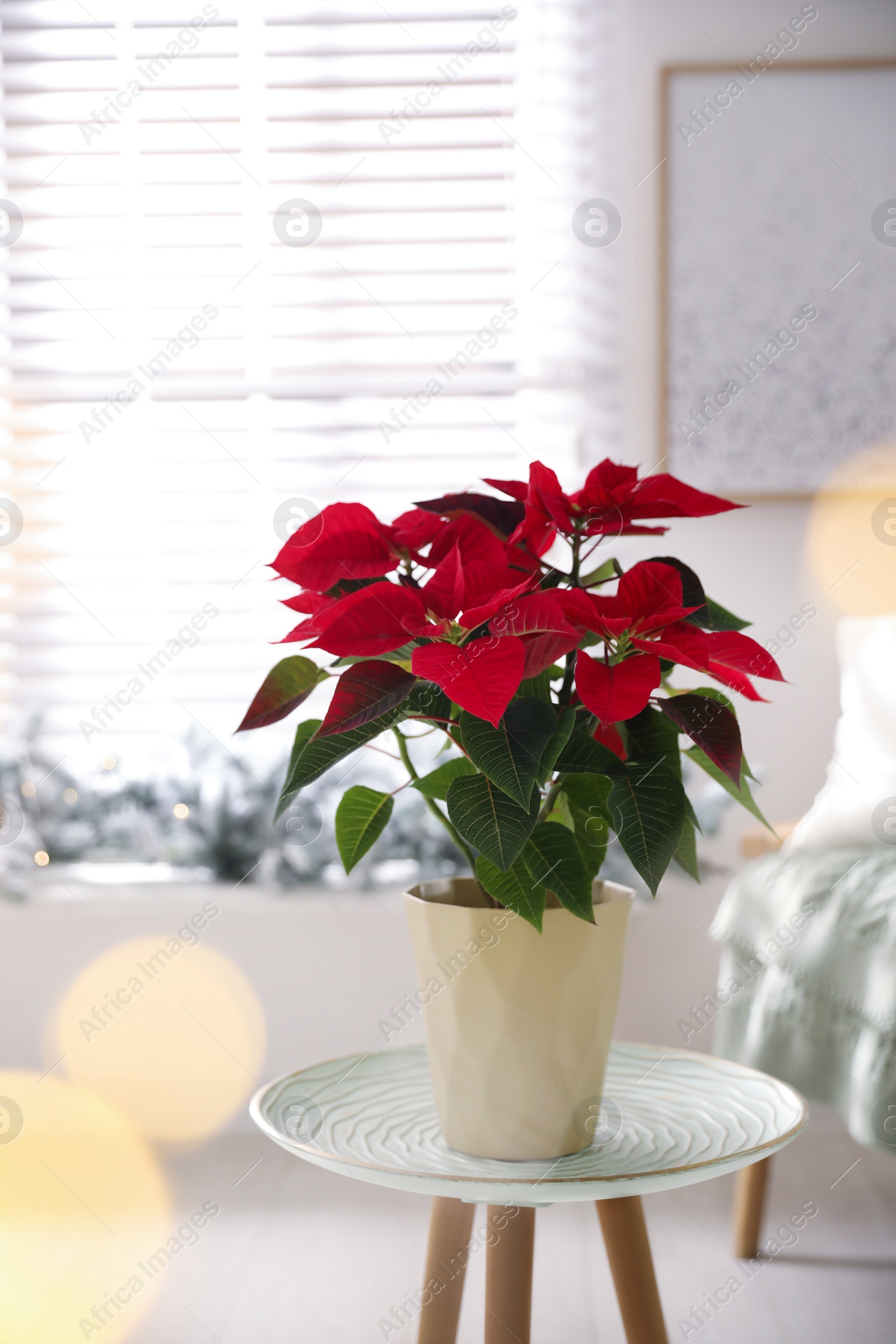 Photo of Beautiful potted poinsettia on table at home. Traditional Christmas flower