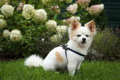 Photo of Cute Chihuahua with leash on green grass in park. Dog walking