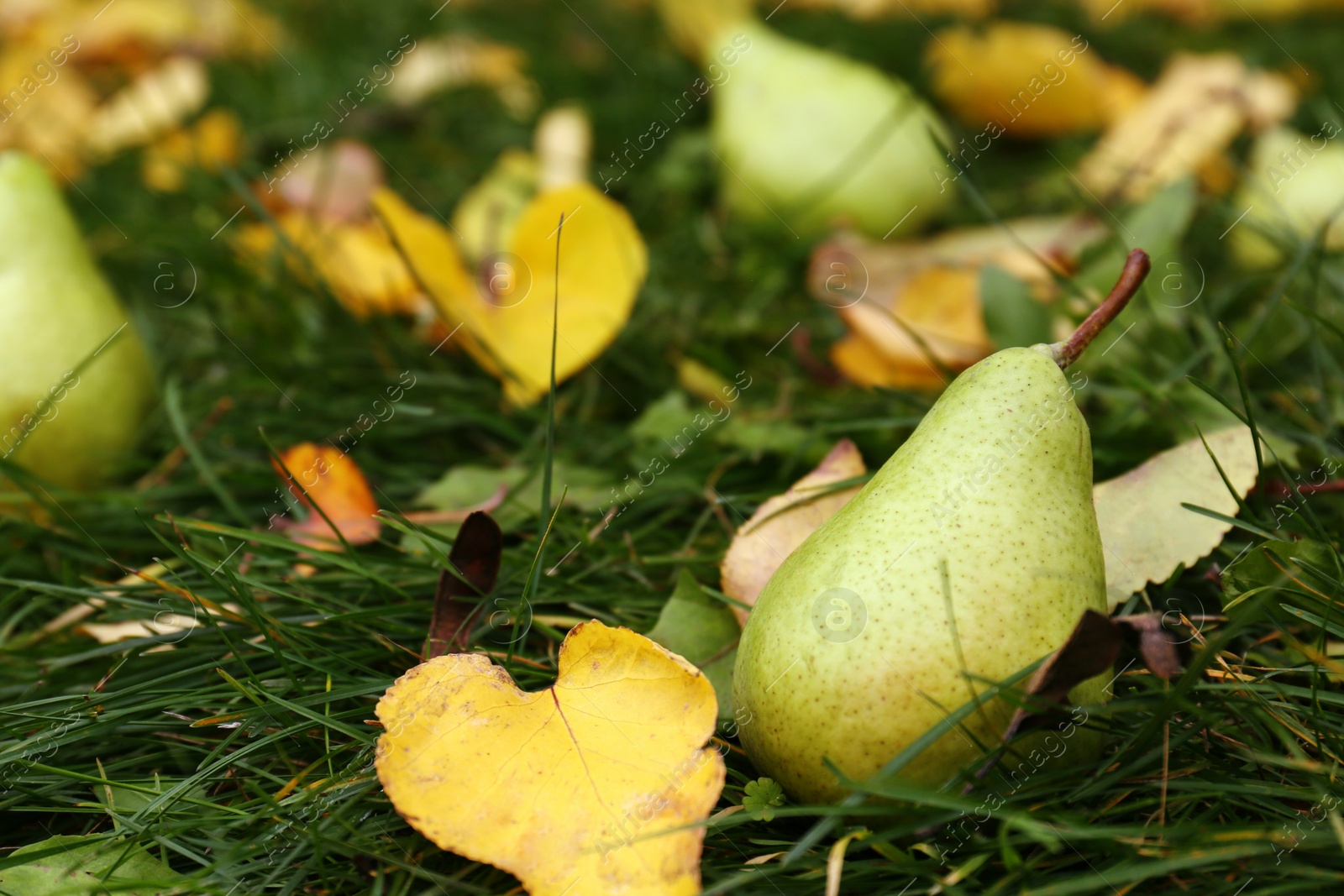 Photo of Tasty pear and fallen yellow leaves on green grass