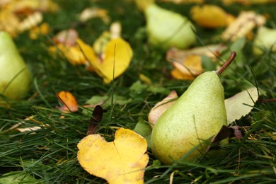 Tasty pear and fallen yellow leaves on green grass