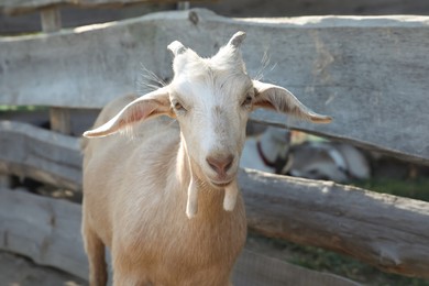 Photo of Cute domestic goat on farm. Animal husbandry