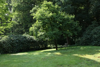 Photo of Beautiful green trees and shrubs in garden on sunny day