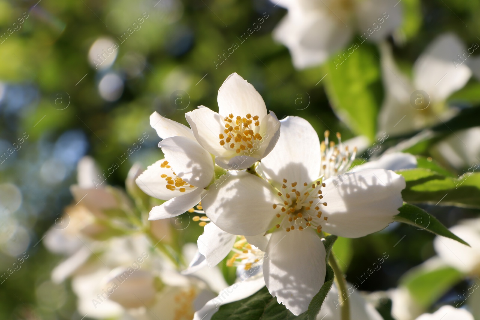 Photo of Closeup view of beautiful blooming white jasmine shrub outdoors on sunny day