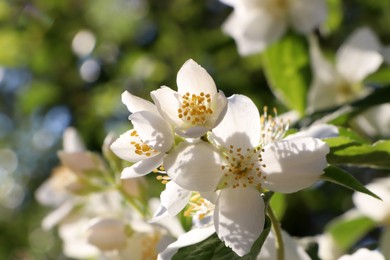 Closeup view of beautiful blooming white jasmine shrub outdoors on sunny day