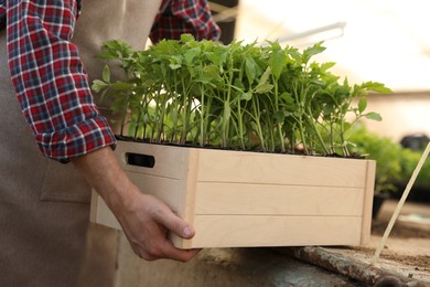 Man holding wooden crate with tomato seedlings in greenhouse, closeup