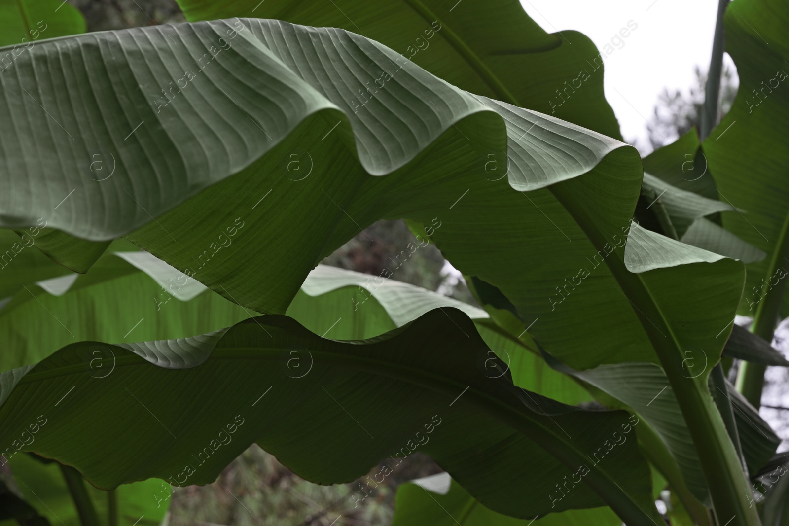 Photo of Closeup view of banana plant with beautiful green leaves outdoors. Tropical vegetation