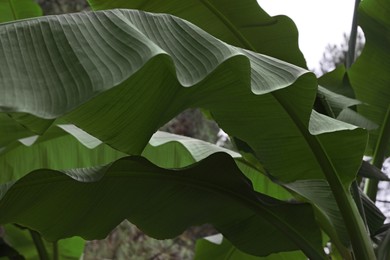 Closeup view of banana plant with beautiful green leaves outdoors. Tropical vegetation