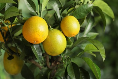 Photo of Closeup view of lemon tree with ripe fruits outdoors