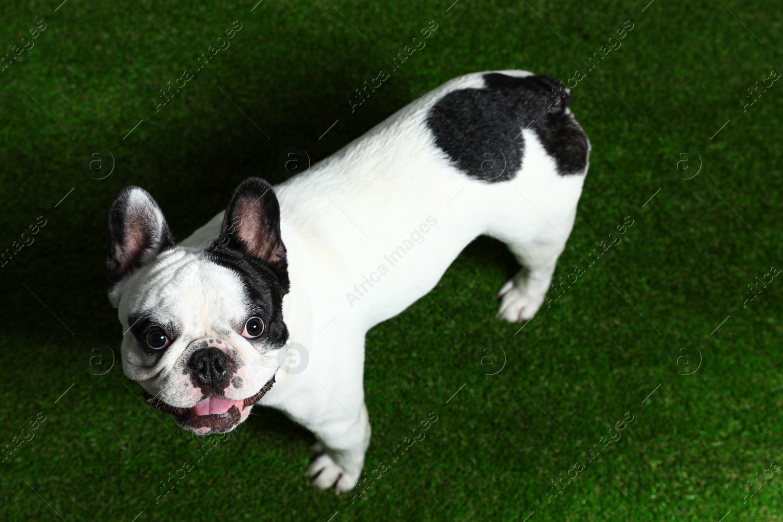 Photo of French bulldog on green grass, above view