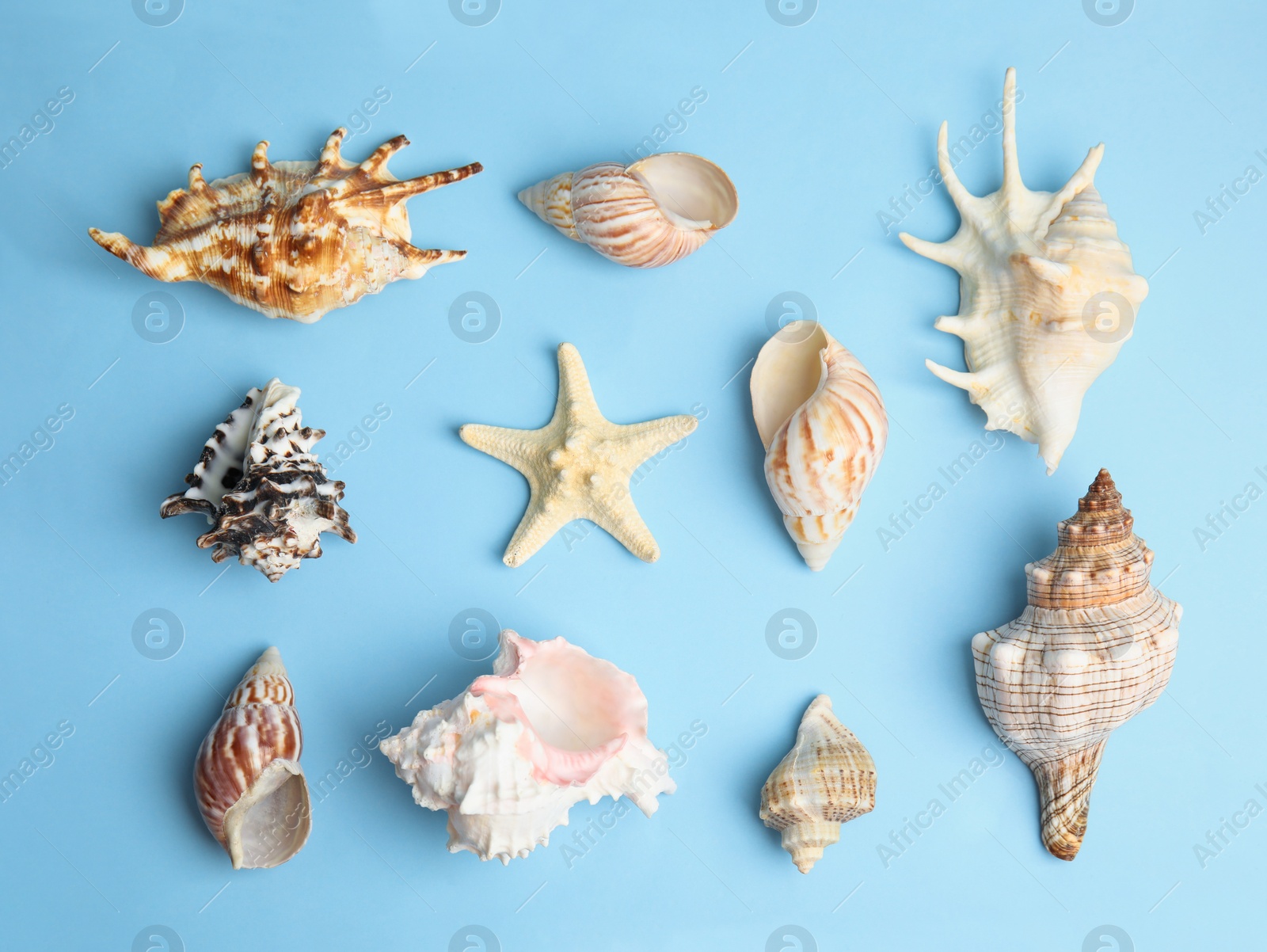 Photo of Different beautiful sea shells on light blue background, flat lay