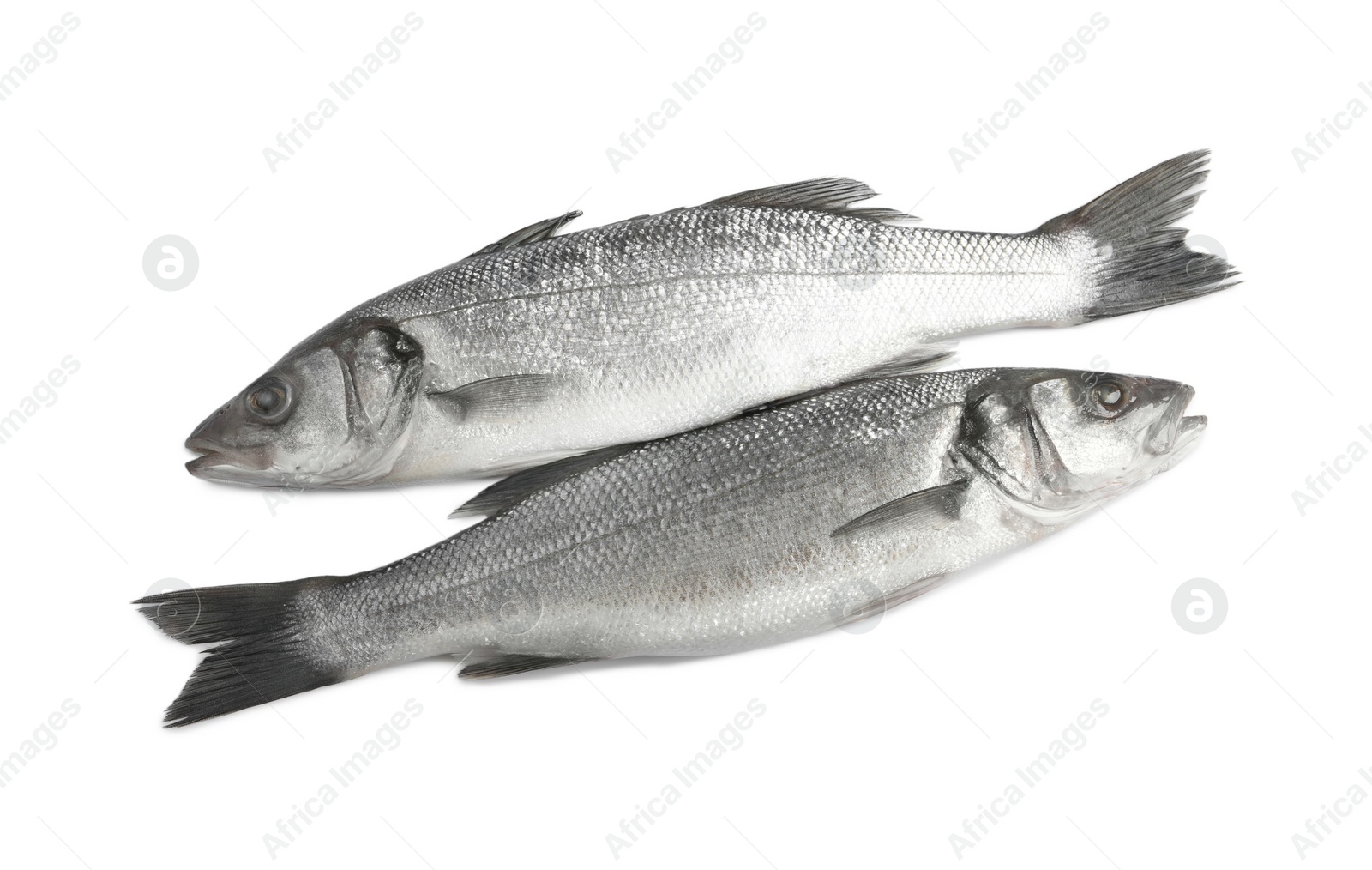 Photo of Fresh sea bass fish on white background, top view