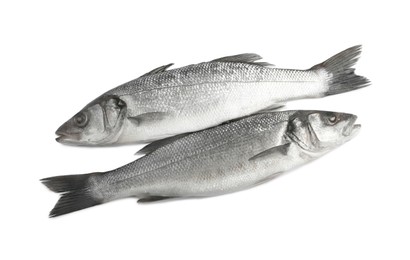 Fresh sea bass fish on white background, top view