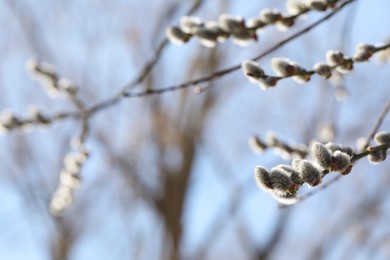 Beautiful pussy willow branches with flowering catkins against blue sky, closeup