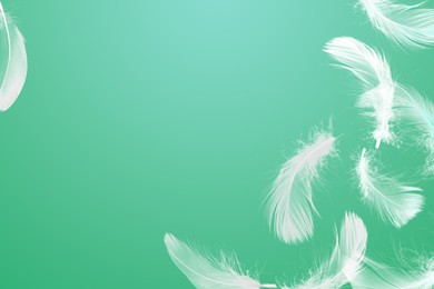 Image of Fluffy bird feathers in air on green background, space for text