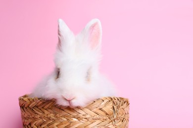 Photo of Fluffy white rabbit in wicker basket on pink background, space for text. Cute pet