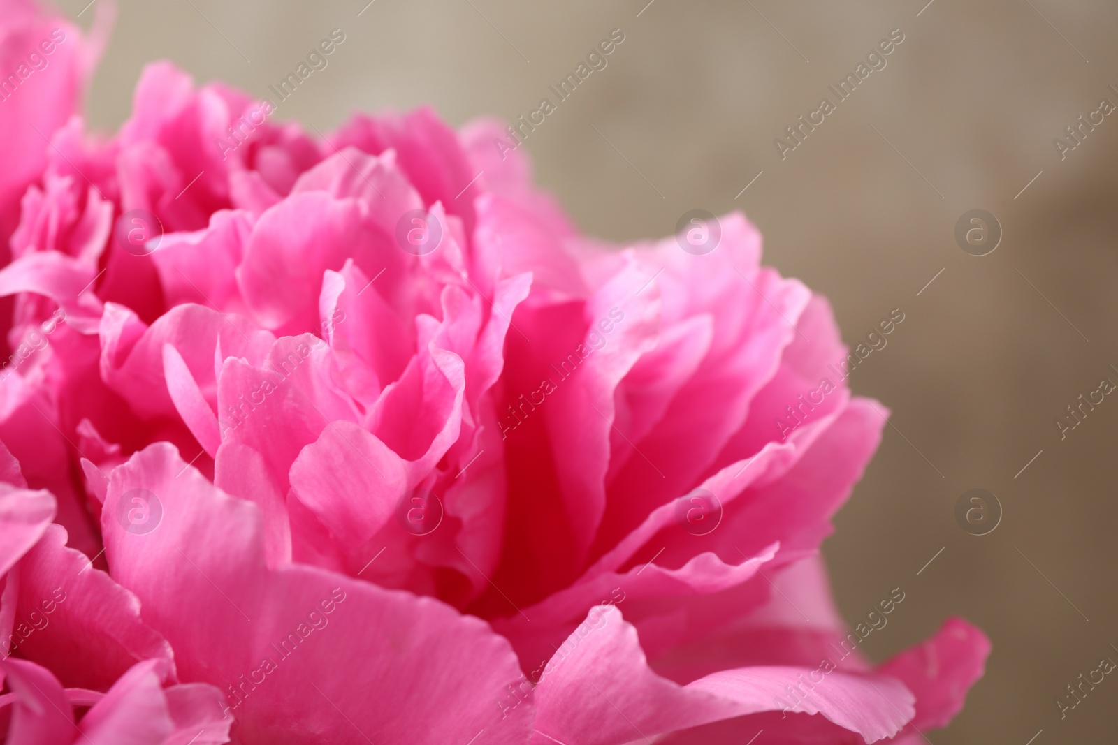 Photo of Beautiful pink peony on brown background, closeup