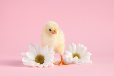 Photo of Cute chick with white chrysanthemum flowers on pink background, closeup. Baby animal