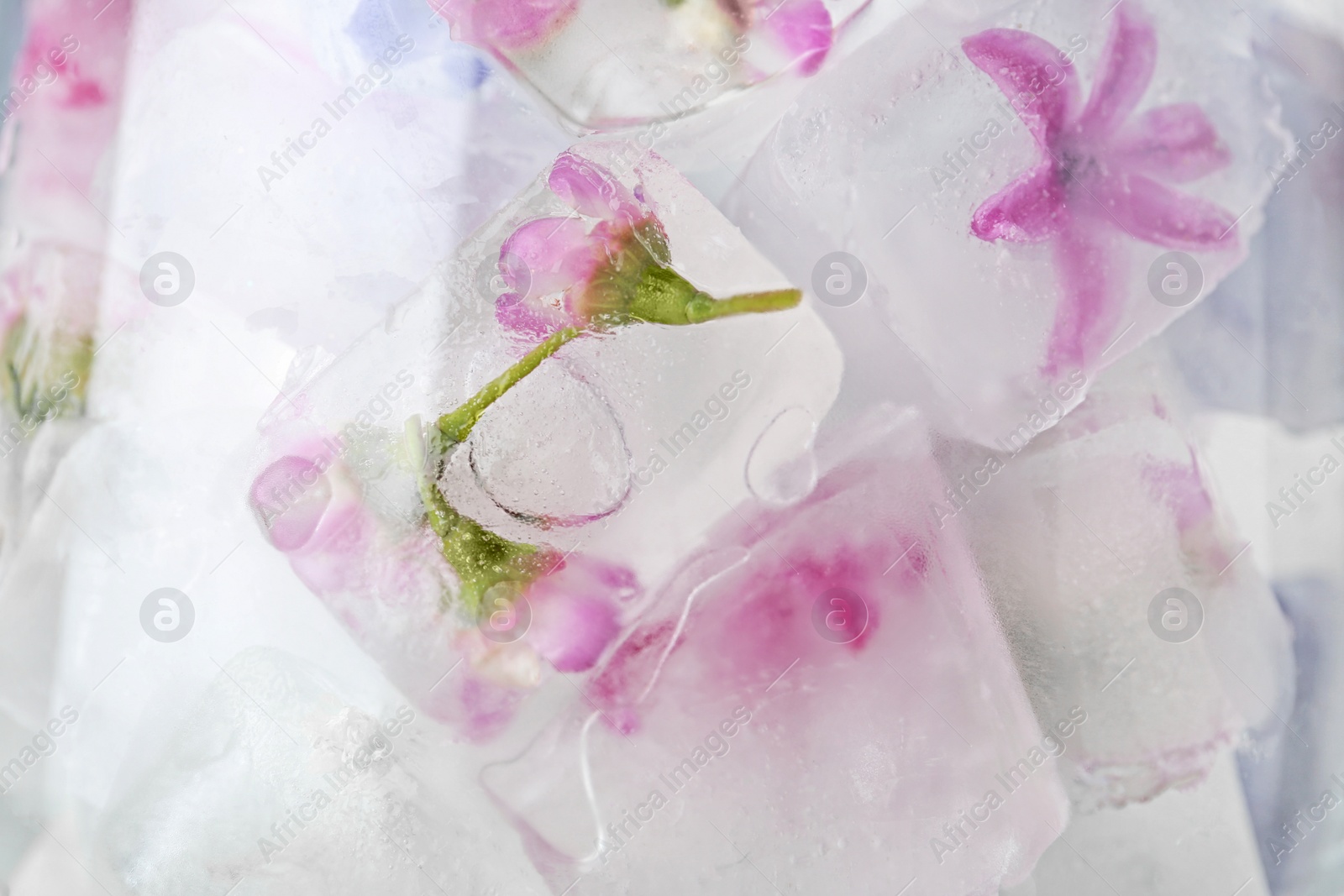 Photo of Floral ice cubes in glass as background, closeup