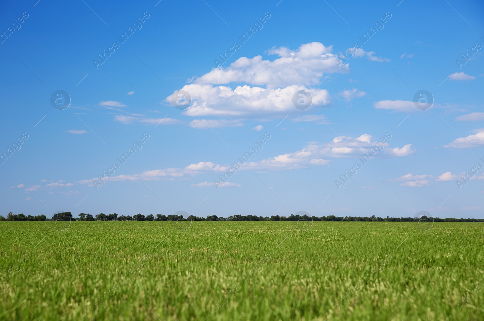 Photo of Picturesque view of beautiful field with grass on sunny day