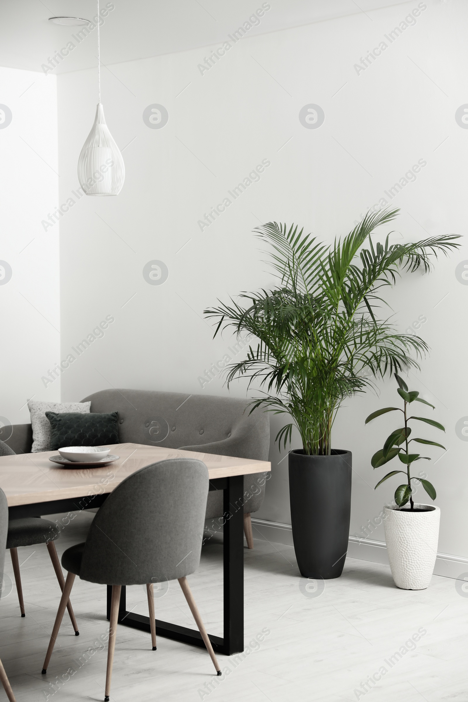 Photo of Beautiful potted plants in modern living room