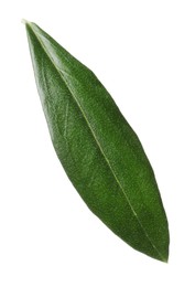 Photo of Fresh green olive leaf on white background